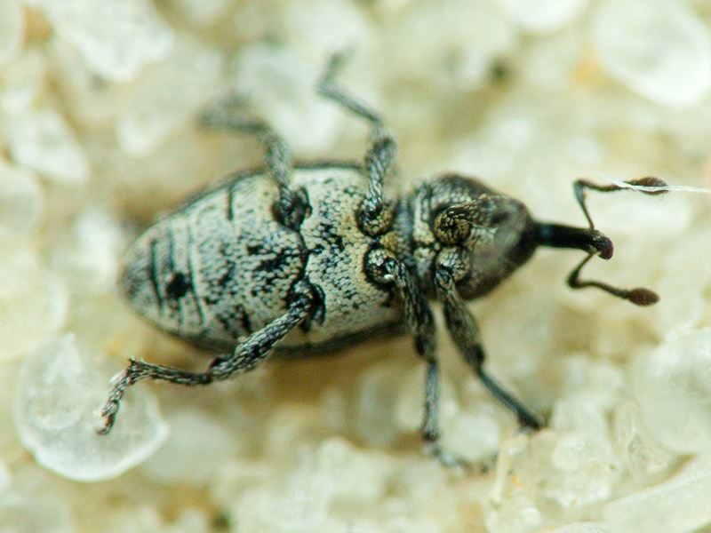 Smicronyx